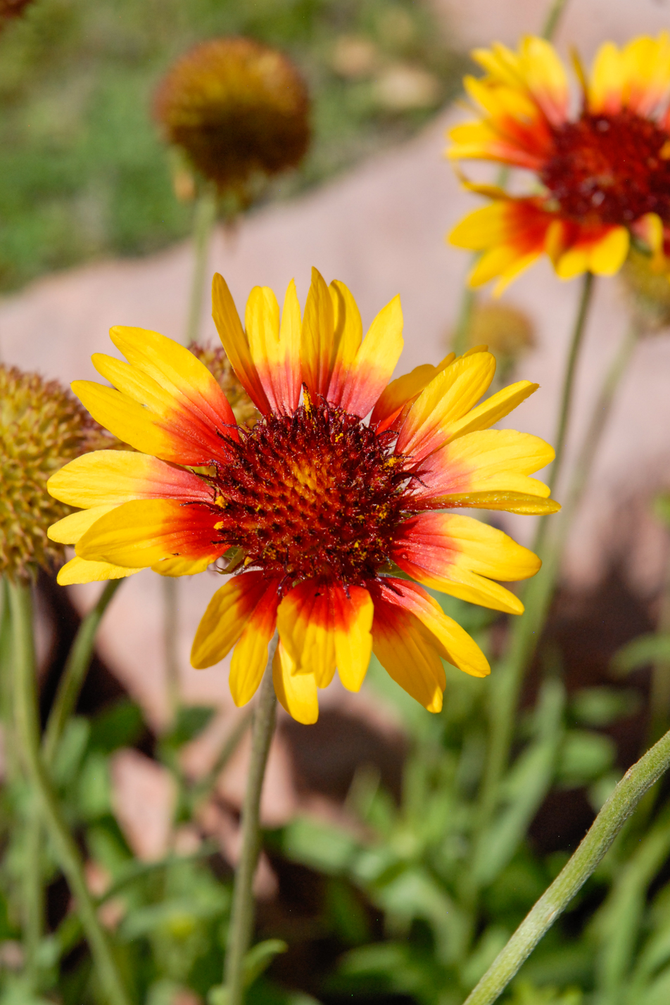 Colorado Springs Utilities Xeriscaping Common Gaillardia